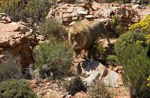 Full day Aquila Game Reserve Big 5 Safari with ticket Lunch