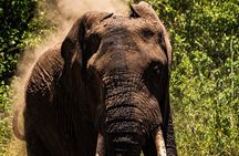 From Arusha: Day Trip to Lake Manyara National Park