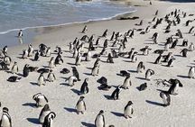 Full-Day Cape of Good Hope, Chapman's Peak Drive with Penguins