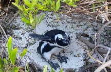 Private Boulder Beach Penguins and Table Mountain Half-Day Tour