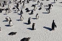 Full day Cape Point Cape of Good Hope with Penguins Tour