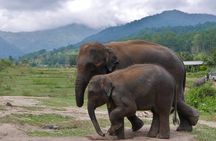 2D1N: ATV Ride, Elephant Sanctuary, Overnight in Stylish Dome