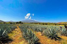 Cantaritos and Tequila Factory Tour