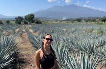 Full-Day Tour in Tequila factory and Cantaritos el Güero