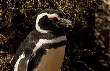 Punta Tombo excursion for cruise passengers