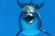Private Speedboat To Dolphin House With Parasailing - Hurghada