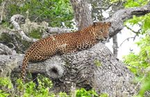 Yala National Park Half Day Safari - 4.30 a.m to 11.30 a.m 