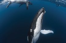 Whale Watching at TAHITI with Tahiti Snorkeling and Whale tour