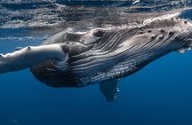 Whale Watching at TAHITI with Tahiti Snorkeling and Whale tour