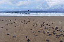 2D1N Turtle Experience