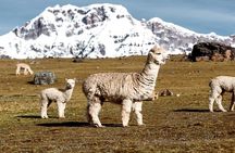 Trekking Through the 7 Lagoons of Ausangate