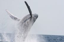 Whale Watching in Okinawa From Naha or Chatan