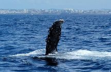 Whale Watching in Okinawa From Naha or Chatan
