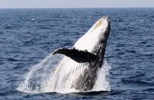Whale Watching in Okinawa From Naha or Chatan