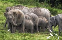 Hua Hin Kuiburi Wild Elephant Watching 