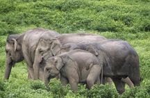 Hua Hin Kuiburi Wild Elephant Watching 