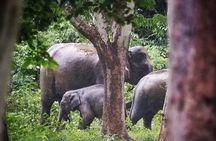 Hua Hin Kuiburi Wild Elephant Watching 