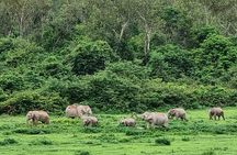 Hua Hin Kuiburi Wild Elephant Watching 