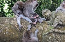 Explore Ubud Art Market, Monkey Forest and Rice Terraces