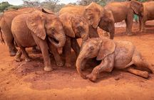 Nairobi National Park, Elephant Orphanage and Giraffe Centre