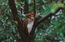 Sinharaja Rainforest Day Tour By Rainforest Expedition 