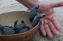 Turtles Release Adventure