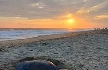 Turtles Release Adventure