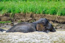 3D2N Jungle Wildlife Adventure in Sandakan (Full Board)