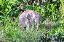 3D2N Jungle Wildlife Adventure in Sandakan (Full Board)