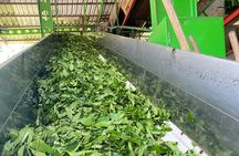 Trabzon Uzungol Nature Group Tour with Local Tea Tasting
