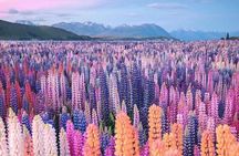 Mt. Cook Full Day Private Tour via Tekapo from Christchurch