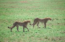 6 Days Masai Mara – Nakuru – Amboseli Budget Shared Safari