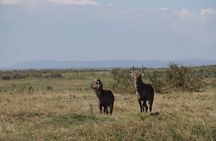 6 Days Masai Mara – Nakuru – Amboseli Budget Shared Safari