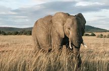 6 Days Masai Mara – Nakuru – Amboseli Budget Shared Safari