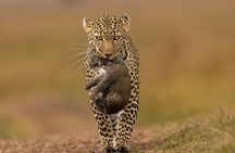 4 Days Masai Mara Nakuru Shared Budget Cruiser Safari