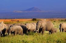 Private Day Tour To Amboseli National Park