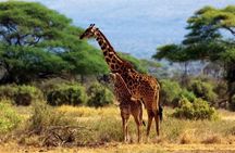 Private Day Tour To Amboseli National Park