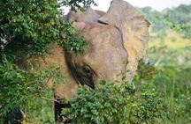 Private Day Tour To Amboseli National Park
