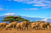 Private Day Tour To Amboseli National Park