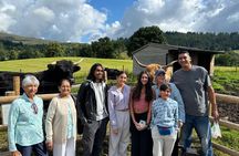 Private Tour of Scottish Highlands, Loch Lomond and castles