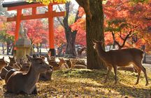 Nara Private Day Trip - Enjoy Your First-Time Visit to Nara!