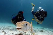 Try Scuba Diving in Racha Yai and Noi for Non-Certified