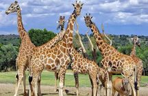 Tour Africam Safari in Puebla