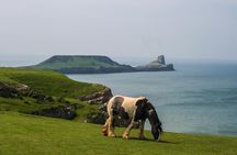 Cardiff: Gower Peninsula's Cliffs & Bays Scenic Day Tour