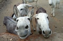 Walking with Our Rescue Donkeys