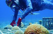  PADI AWARE Coral Reef Conservation Specialist Scuba Course