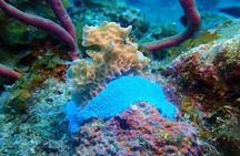  PADI AWARE Coral Reef Conservation Specialist Scuba Course