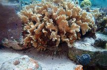  PADI AWARE Coral Reef Conservation Specialist Scuba Course