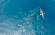 Whale Watching in Okinawa From Naha or Chatan