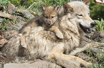 Sabaduri forest, Chronicles of Georgia, wolves and bears Zoo 